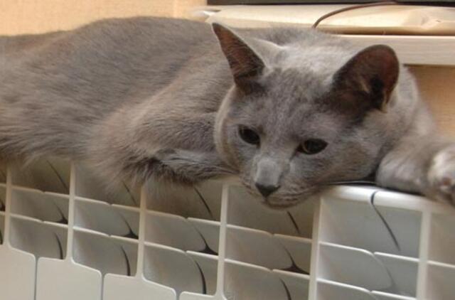 Dėl šildymo sezono pradžios tarsis ketvirtadienį