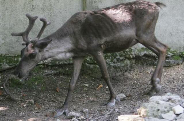 Dingusius elnius pastebėjo tik po metų?