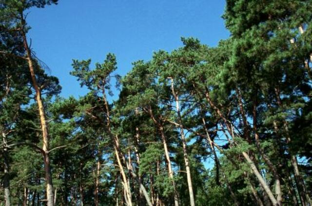 Kuršių nerijoje bus kertamos šimtametės pušaitės