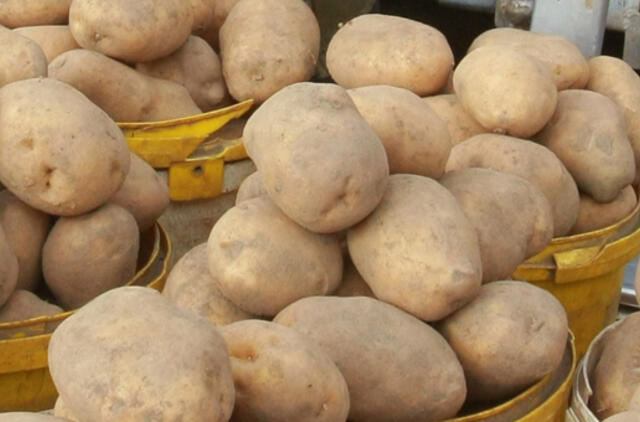 Pavasarį bulvės gali kainuoti tiek, kiek bananai