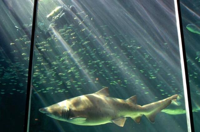 Prie Australijos pakrantės ryklys užpuolė narą