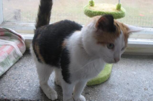 Soduose prie Kalotės rasta trispalvė katytė