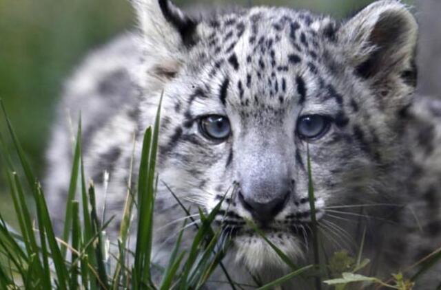 Atrasta didžiosios katės fosilija perrašys jų evoliucijos teoriją