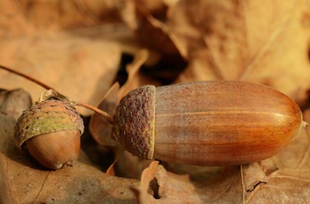 Ažuolynų atkūrimo programa: užsimota pasodinti 10 tūkst. hektarų