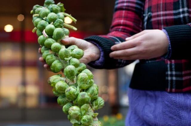Eglutė Londone apšviečiama iš daržovių gauta energija