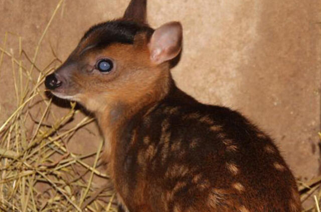 Lietuvos zoologijos sode gimusiam muntjakui vardą rinks žmonės