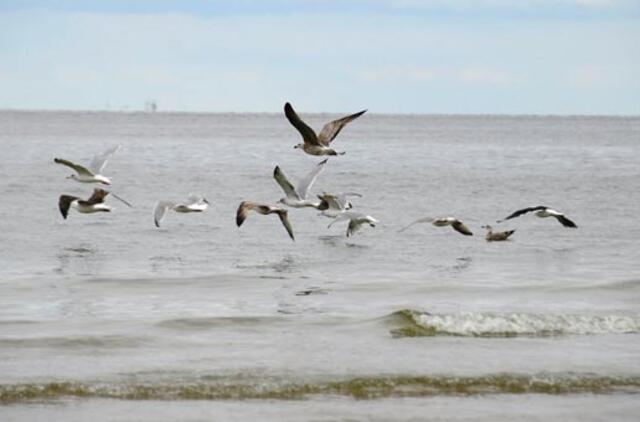 Neįprastai šilti orai Lietuvoje dar pasisvečiuos