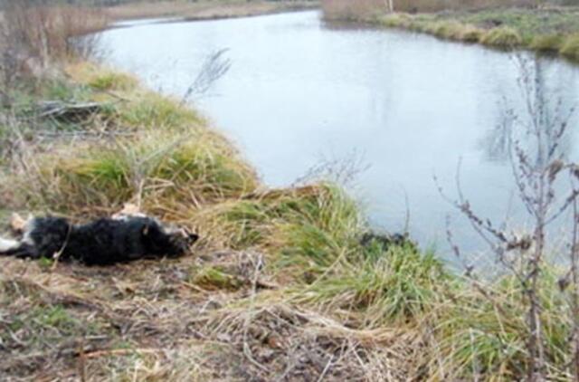 Pavogtas šuo rastas negyvas tvenkinyje