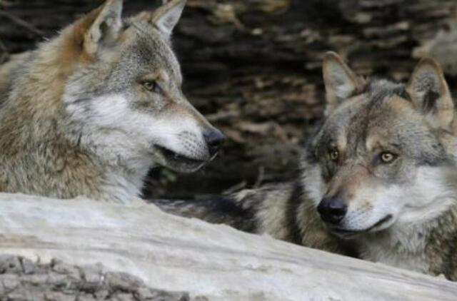 Vaidas Balys: "Kiek sumedžioti vilkų, nurodo nebe specialistai, o Seimo nariai"