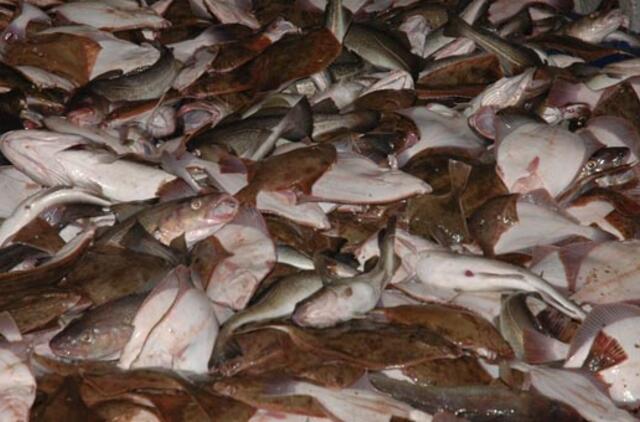 Inspektoriai tikrina ne tik žuvies kokybę, bet ir dydį