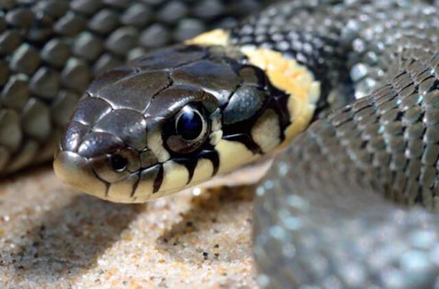 Japono namuose - keliasdešimt nuodingų gyvačių