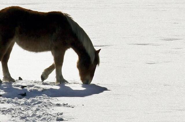 Rytų horoskopas: "arkliai" džiūgauja, "jaučiai" tikisi geresnių laikų, "šunys" ieško meilės nuotykių