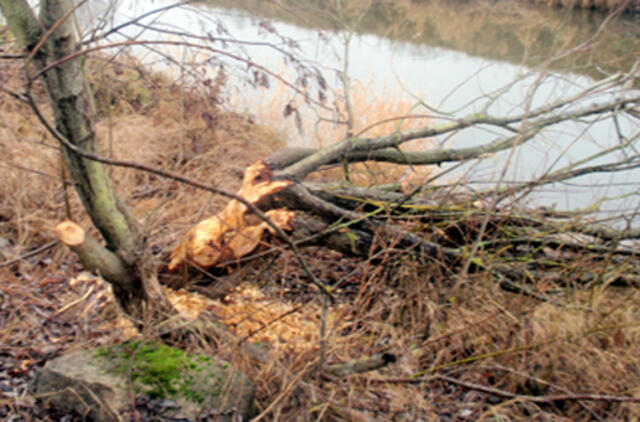 Šilutiškiai sunerimę - mieste kuriasi bebrai