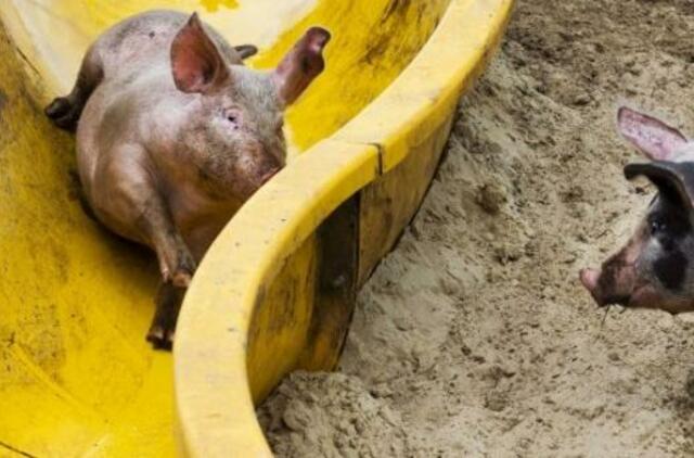 Dėl kiaulių maro yra kalti žmonės, tikina medžiotojas