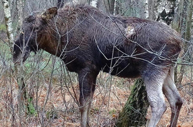 Miške aptiktas nusilpęs briedis ryto nesulaukė