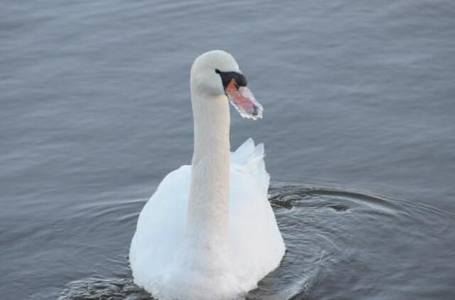 Nors pasirodys debesų, sniego nebus ir šals
