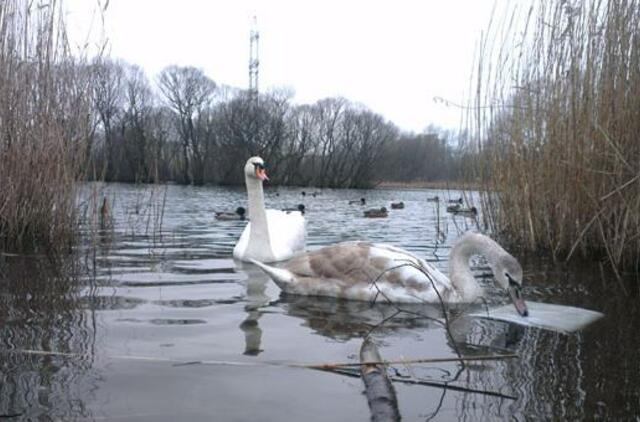 Ornitologus stebina neįprastas paukščių elgesys
