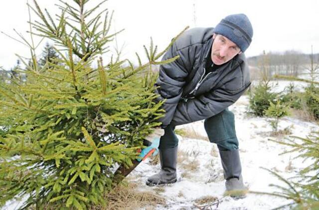 Pirkėjams iš užsienio įdomiausia lietuviška paprastoji eglė