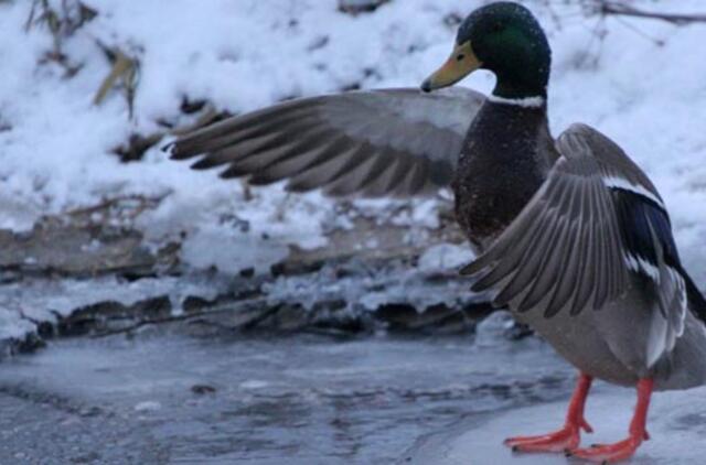 Šaltukas spaus visą savaitę, ir vis stipriau