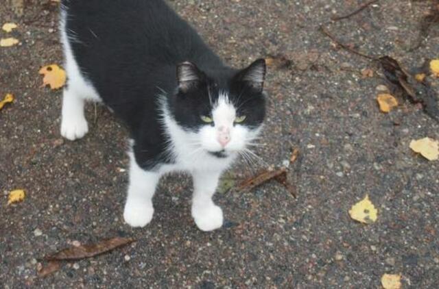 "Būk mano draugas" ieško dingusio katinėlio