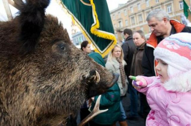 Dažniausiai medžiotojų užduodami klausimai apie afrikinį kiaulių marą