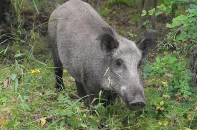 Dėl afrikinio kiaulių maro ištirta 1,5 tūkst. sumedžiotų šernų