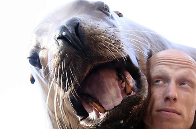 Gyvūnai prilygstantys mums šokių aikštelėje