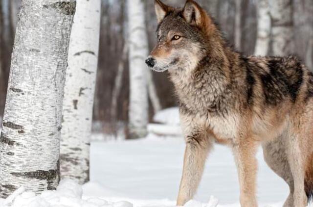 Iš kur atsirado ypatingas šuns ir žmogaus ryšys?