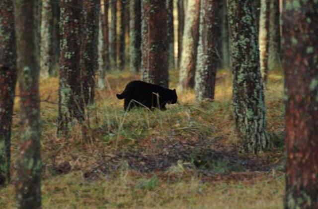 Kaimynams skersai kelio perbėgo katės