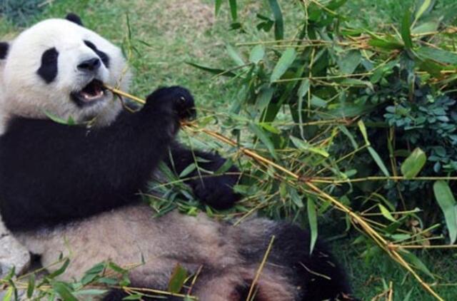 Ko pandos negali daryti dėl būtinybės ėsti?