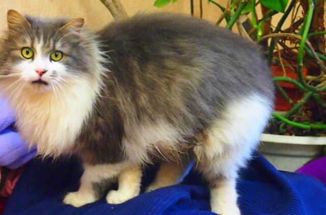 Pietinėje gatvėje rastas katinas