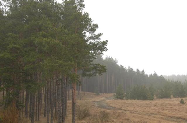 Piktinasi planu iškirsti pusę Kuršių nerijos miškų