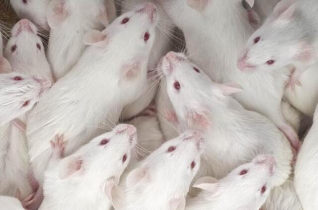 Kiek gyvūnų panaudojama tyrimams