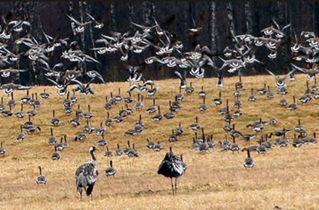 Nemuno deltoje - sparnuotų atvykėlių pikas