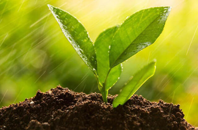 Pradedame sodo darbus!