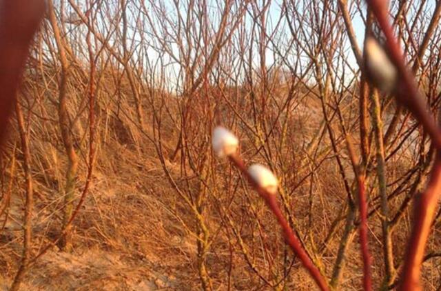 Savaitės orai: saulė nekaitins, bet šalčio nebesulauksime