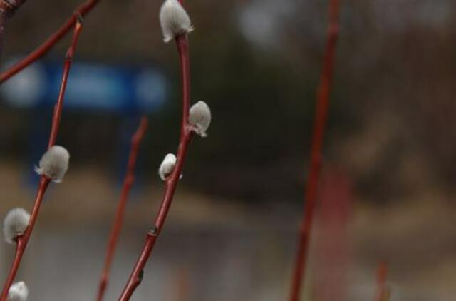 Sinoptikai: antradienį oras kvepės pavasariu