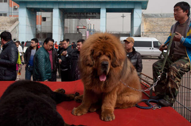 Šuniukai už milijonus