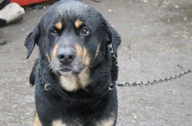 Tauralaukyje - keturkojis radinys