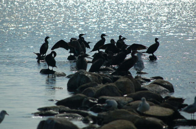 Užtarimo kormoranams žada ieškoti teismuose