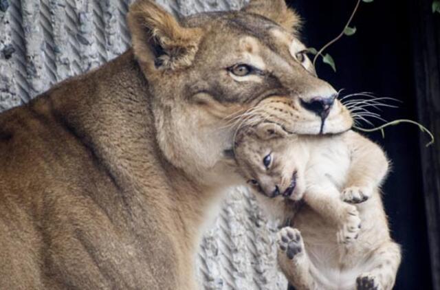 Žirafą Marijų nugalabijęs Kopenhagos zoologijos sodas atsikratė ir keturių liūtų