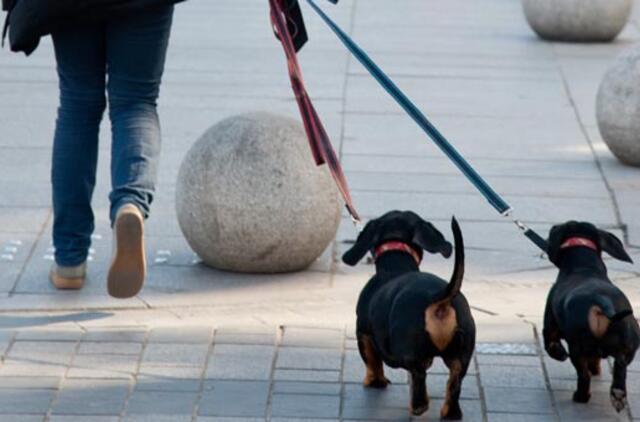 Kas trukdo laikytis šunų vedžiojimo taisyklių?