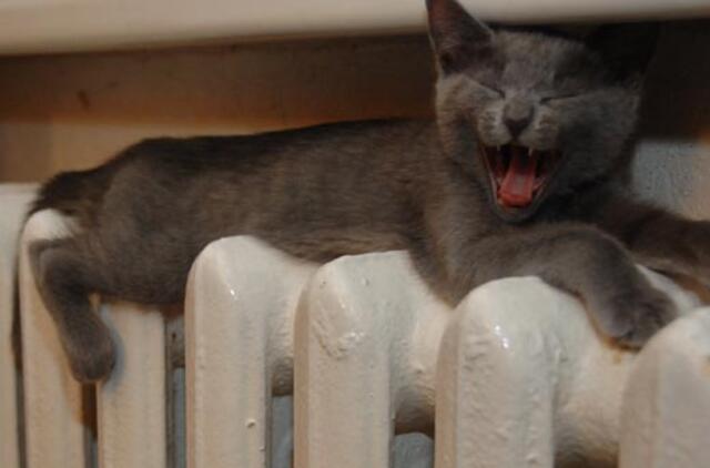 Per metus šiluma Klaipėdoje atpigo 30 proc.