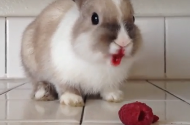 Kaip triušiukas avietę valgė