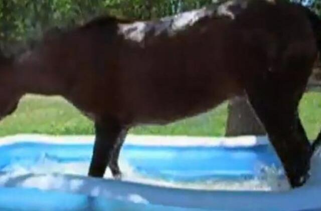 Karščių iškamuotas arklys atokvėpį rado vaikų baseinėlyje