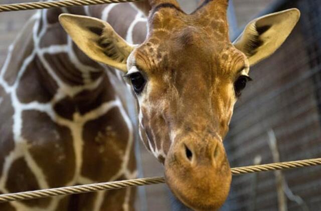 "Metų kopenhagiečiu" išrinktas žirafą viešai išskrodusio zoologijos sodo direktorius