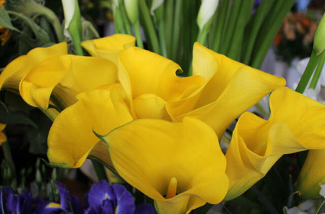 Naujajame turguje gėlės prieš Motinos dieną nepabrango