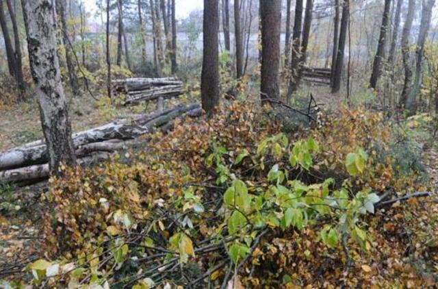 Pririšo prie medžio ir apiplėšė