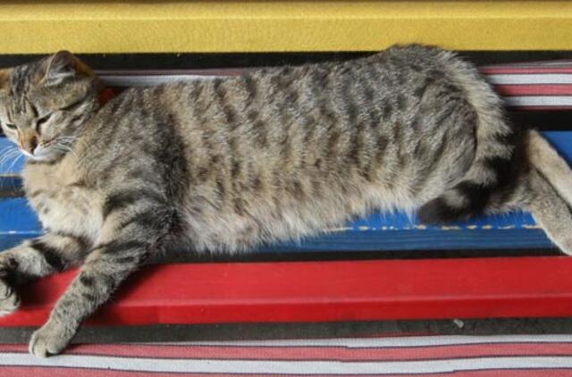 Didžioji Britanija: nugaišo seniausia pasaulyje katė