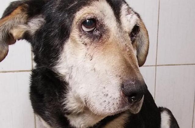 Garaže Kretingoje kankino 11 šunų